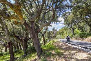 Motorradfahrer im Korkeichenwald in der Extremadura