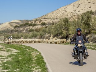 Motorradfahrer und Schafsherde