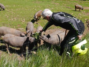 Motociclista con cerdo ibéricov