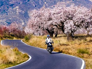Motorradfahrer und Mandelblüte in der Sierra Nevada