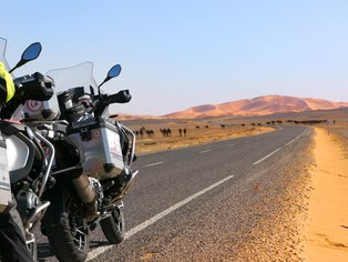 Una motocicleta, camellos y el desierto