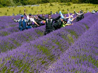 Campos de lavanda en la Provenza