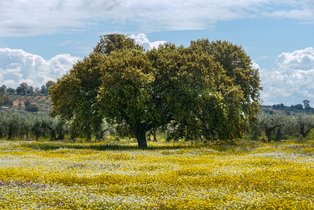 Flower meadow in Montfragüe Nature Park